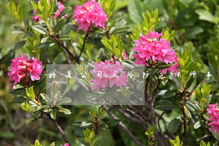 精通公司风险防范律师事务所 精通公司风险防范律师事务所