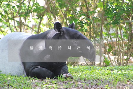 精通离婚财产纠纷律师咨询热线 精通离婚财产纠纷律师咨询热线
