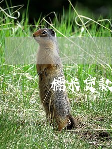 糯米贷款逾期会怎么样