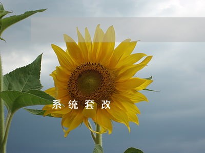系统套改 系统套改