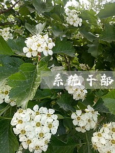系统干部能力提升培训课程 系统干部能力提升培训课程