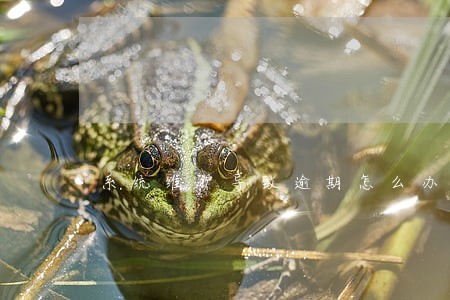 系统维护导致逾期怎么办 系统维护导致逾期怎么办