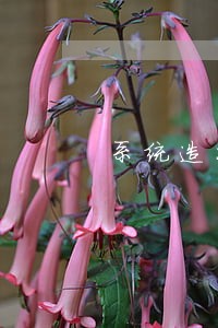 系统造成国税逾期申报 系统造成国税逾期申报