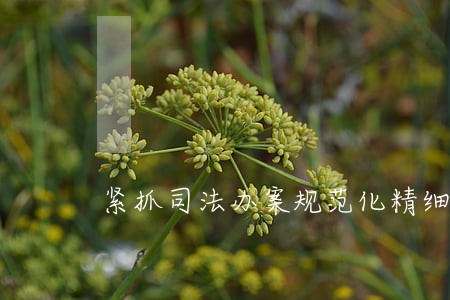 紧抓司法办案规范化精细化建设 紧抓司法办案规范化精细化建设