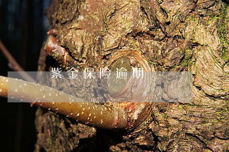 紫金保险逾期 紫金保险逾期