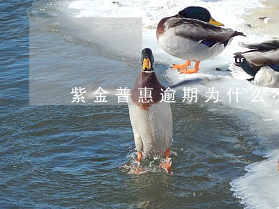 紫金普惠逾期为什么不起书 紫金普惠逾期为什么不起书