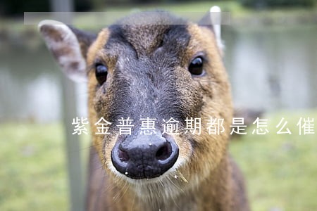 紫金普惠逾期都是怎么催收 紫金普惠逾期都是怎么催收