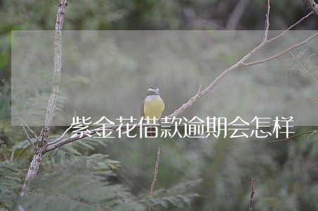 紫金花借款逾期会怎样 紫金花借款逾期会怎样