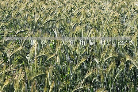 累次6次信用逾期怎么恢复