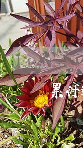 累计逾期9次影响公积金吗 累计逾期9次影响公积金吗