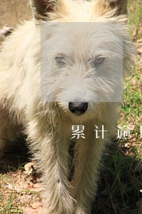 累计逾期有哪些后果 累计逾期有哪些后果