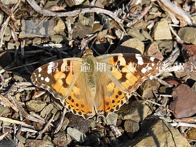 累计逾期次数不能超过几次 累计逾期次数不能超过几次