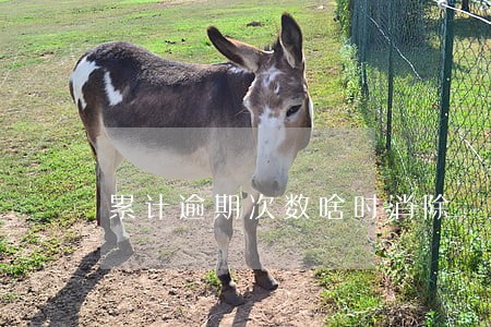 累计逾期次数啥时消除 累计逾期次数啥时消除