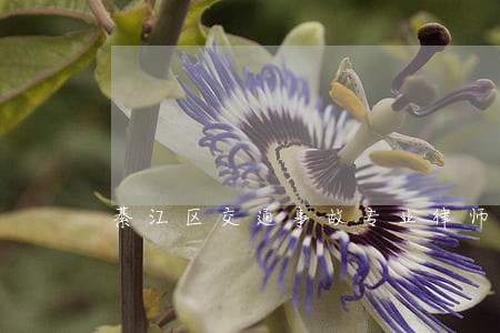 綦江区交通事故专业律师 綦江区交通事故专业律师
