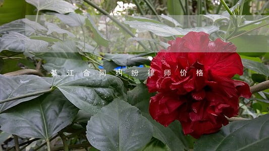 綦江合同纠纷律师价格 綦江合同纠纷律师价格