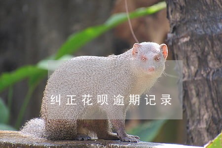 纠正花呗逾期记录 纠正花呗逾期记录
