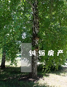 纠纷房产律师多少钱 纠纷房产律师多少钱