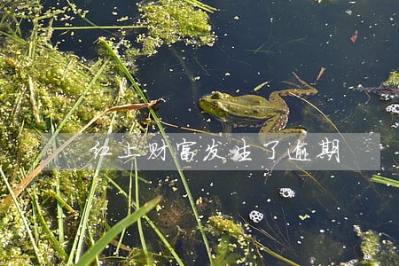 红上财富发生了逾期 红上财富发生了逾期