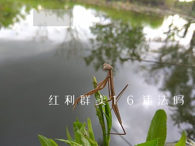 红利群卖16违法吗 红利群卖16违法吗