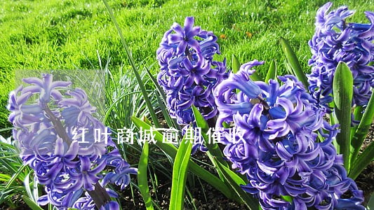 红叶商城逾期催收 红叶商城逾期催收