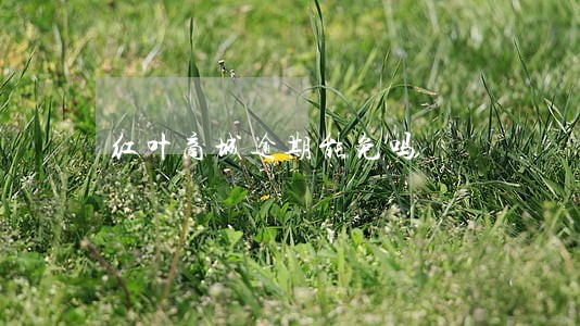 红叶商城逾期能免吗