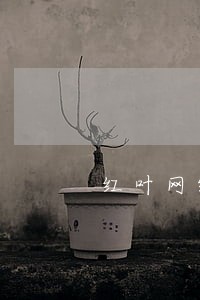 红叶网络逾期不打电话 红叶网络逾期不打电话