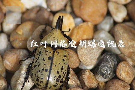 红叶网络逾期爆通讯录 红叶网络逾期爆通讯录
