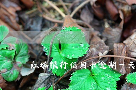 红塔银行信用卡逾期一天 红塔银行信用卡逾期一天