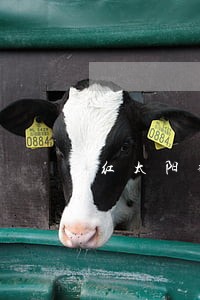红太阳律师楼