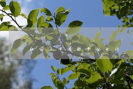 红安法律援助中心电话