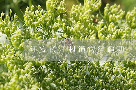 红安长江村镇银行逾期 红安长江村镇银行逾期