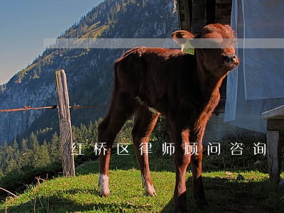 红桥区律师顾问咨询 红桥区律师顾问咨询