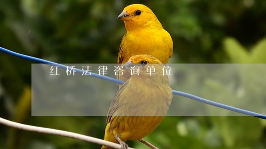 红桥法律咨询单位