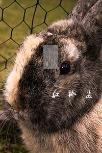 红桥法律顾问律师事务所 红桥法律顾问律师事务所