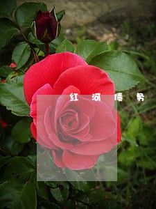 红河债务纠纷律师免费电话 红河债务纠纷律师免费电话
