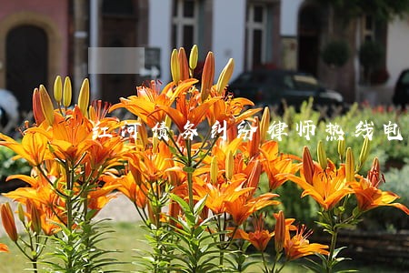 红河债务纠纷律师热线电话 红河债务纠纷律师热线电话