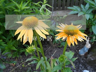 红河分居纠纷律师在线咨询 红河分居纠纷律师在线咨询