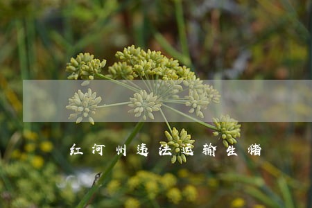 红河州违法运输生猪 红河州违法运输生猪
