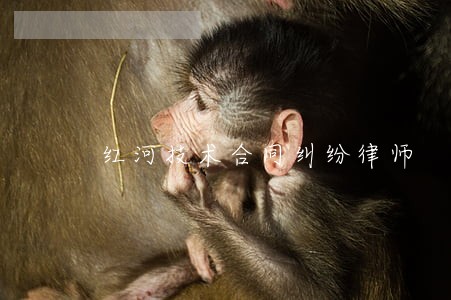 红河技术合同纠纷律师 红河技术合同纠纷律师