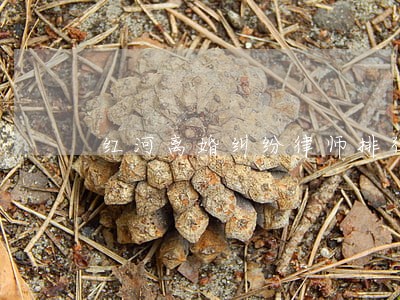 红河离婚纠纷律师排行 红河离婚纠纷律师排行