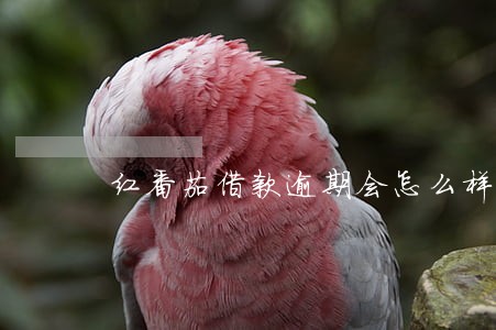红番茄借款逾期会怎么样 红番茄借款逾期会怎么样