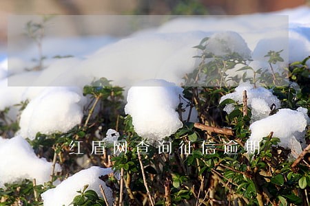 红盾网查询征信逾期 红盾网查询征信逾期