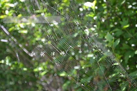 红筹律师 红筹律师