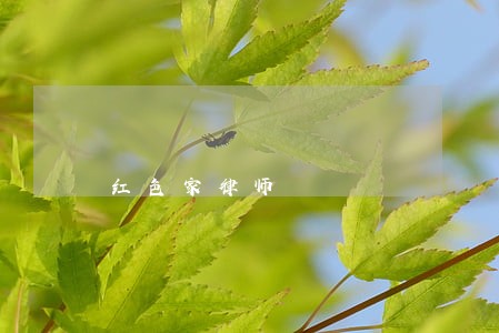 红色家律师 红色家律师