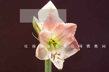 红谷滩区专业公司债务纠纷律师 红谷滩区专业公司债务纠纷律师