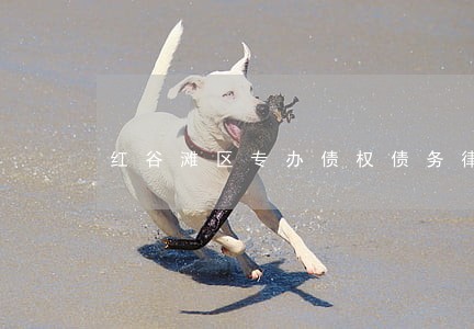 红谷滩区专办债权债务律师