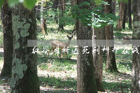 红谷滩新区死刑辩护在线律师 红谷滩新区死刑辩护在线律师