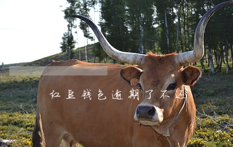 红豆钱包逾期了不还 红豆钱包逾期了不还