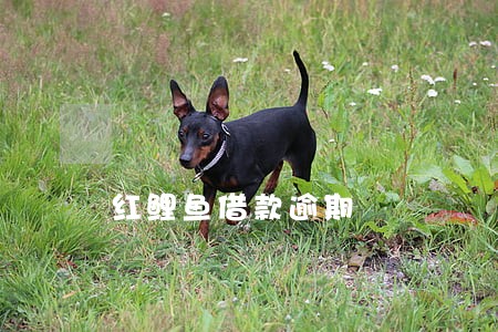 红鲤鱼借款逾期 红鲤鱼借款逾期