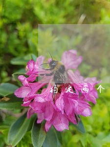 约定两个以上法院管辖